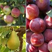 Apply now for a fruit tree in your front garden.